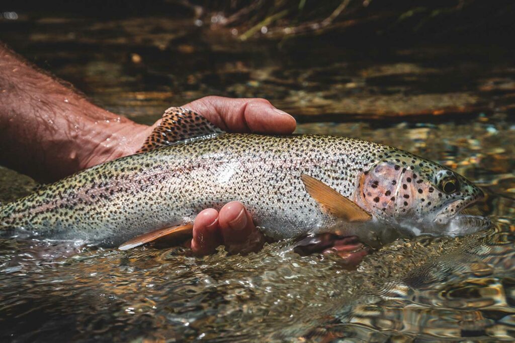 Regenbogenforelle gefangen beim Angeln am Forellengrund Wieda.