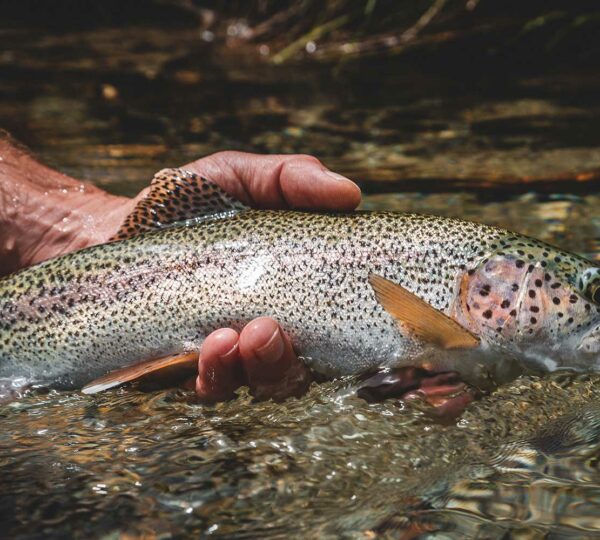 Regenbogenforelle gefangen beim Angeln am Forellengrund Wieda.