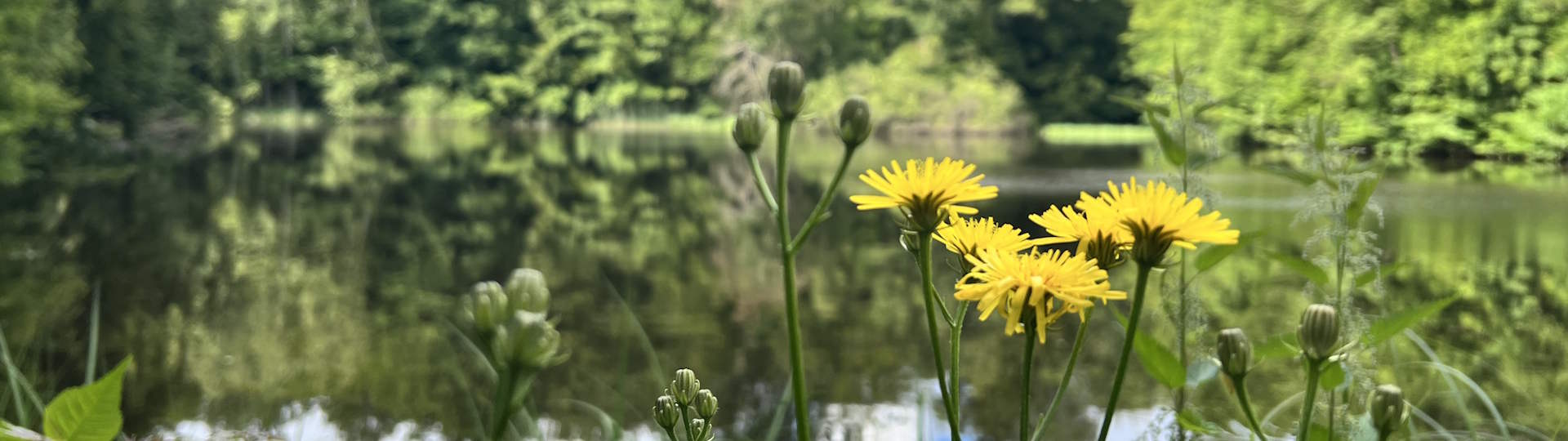 Naturschwimmbad Priorteich Walkenried